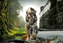 animals tigers 2560x1440 wallpaper Art HD Wallpaper